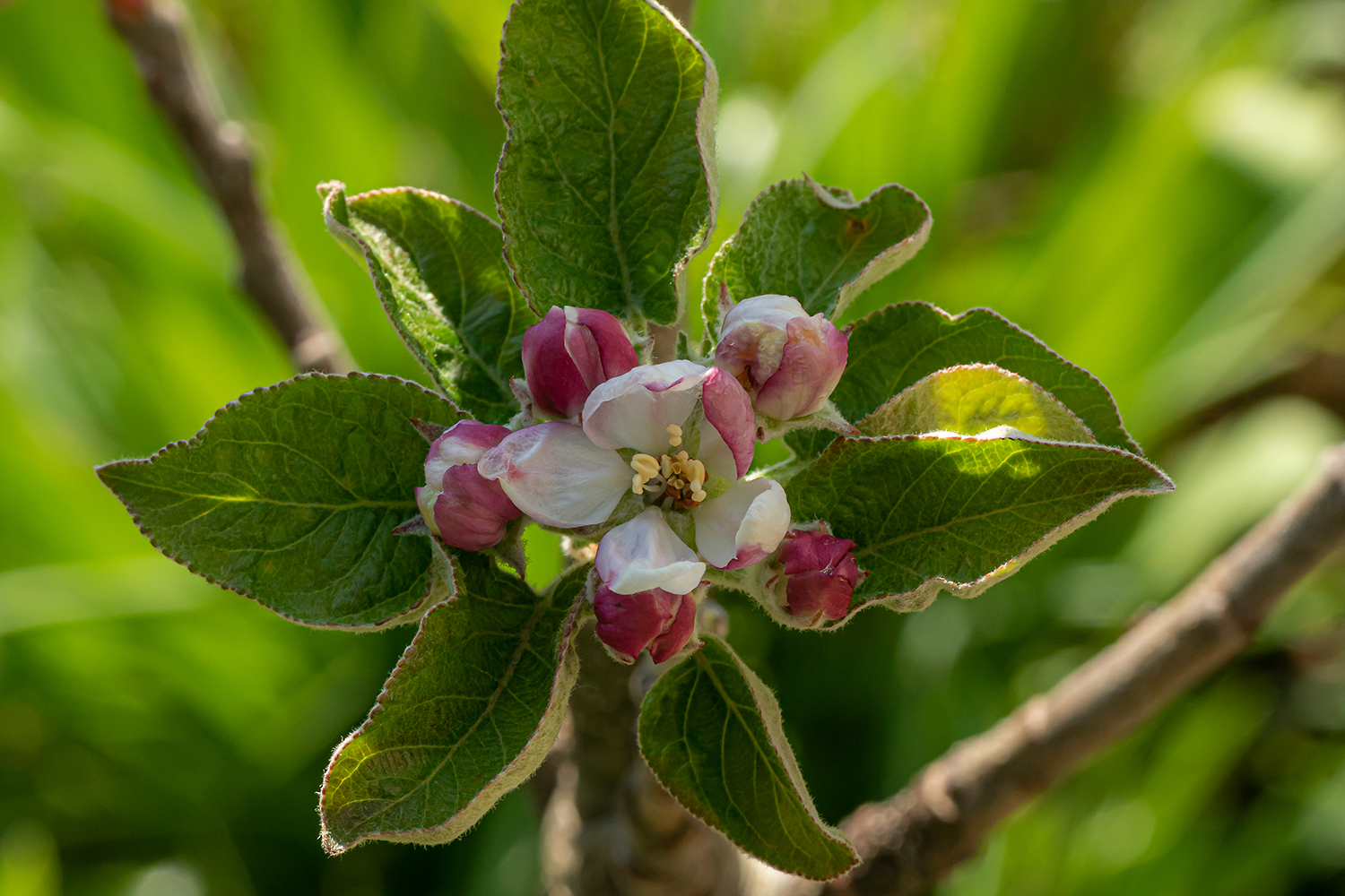 Die erste Apfelblüte