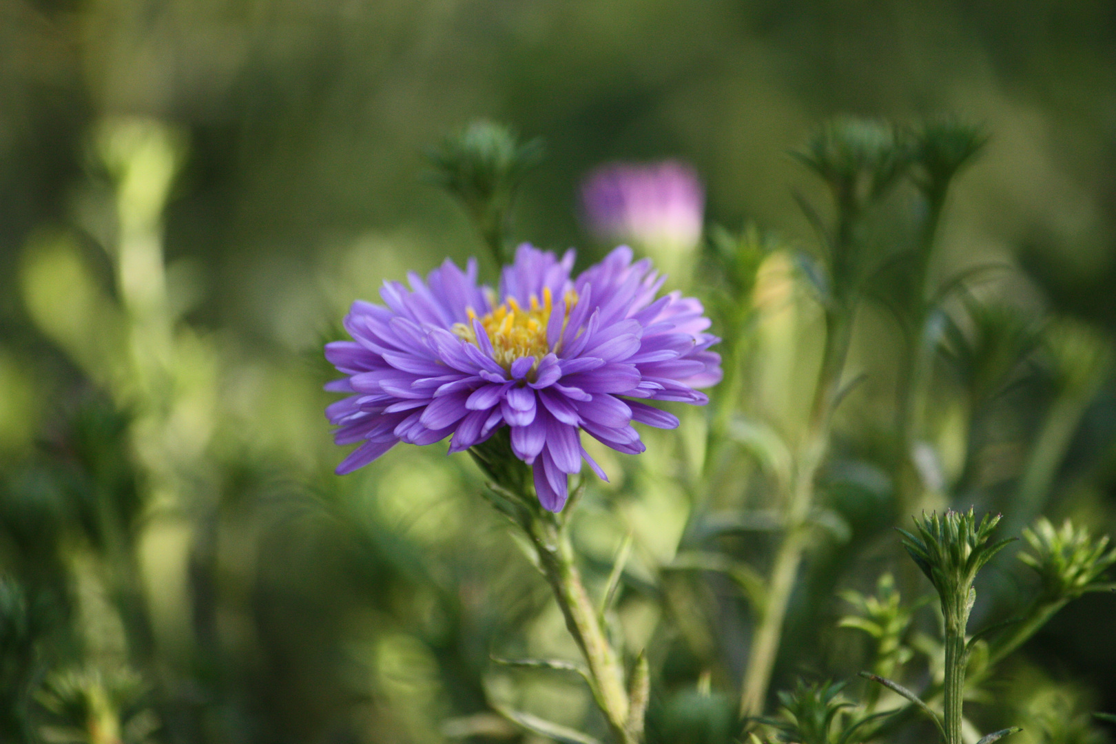 -Die erste Aster-