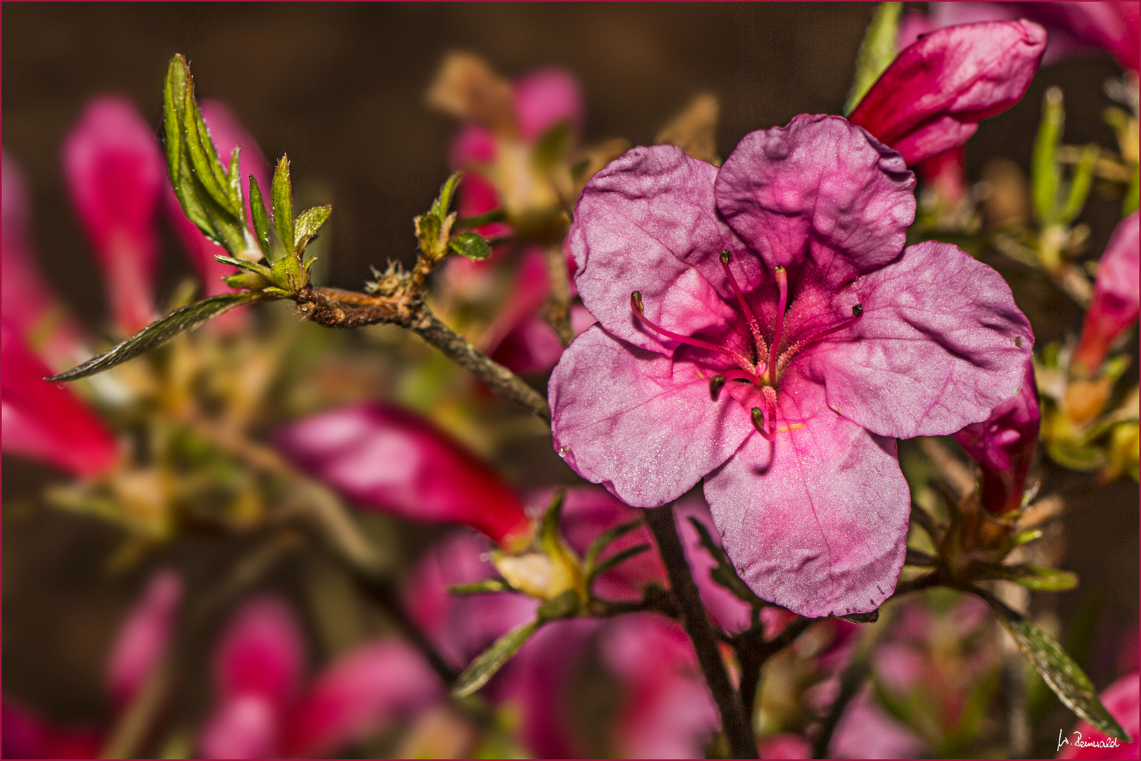 Die erste Azaleenblüte in unserem Garten