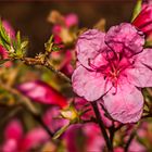 Die erste Azaleenblüte in unserem Garten