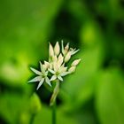 Die erste Bärlauchblüte ende April