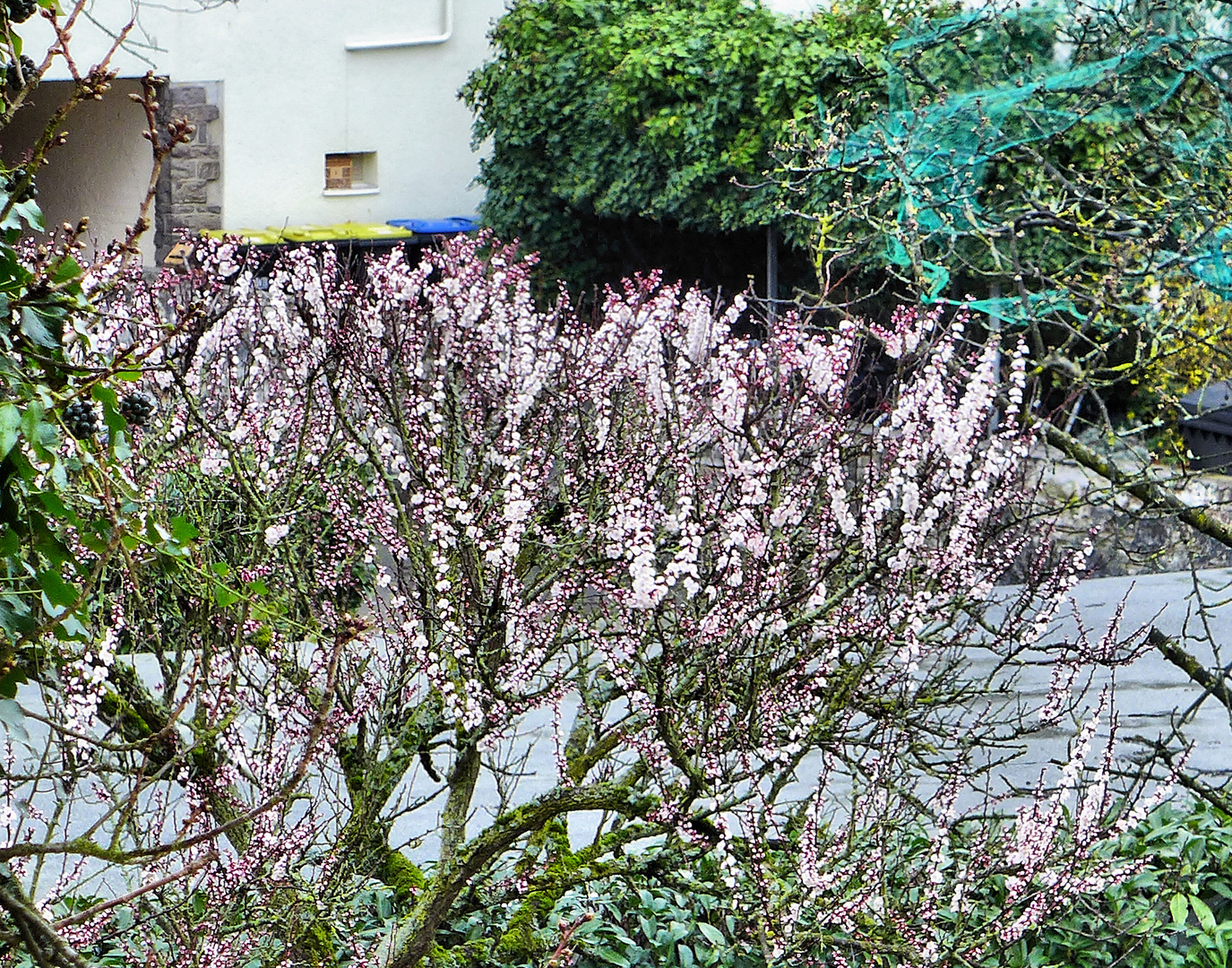 Die erste Baumblüte