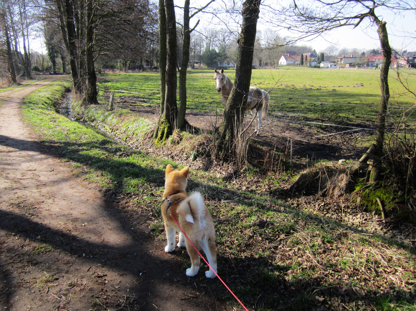 Die erste Begegnung von Hund und Pferd