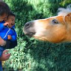 Die erste Bekanntschaft mit unserem Nachbarpferd