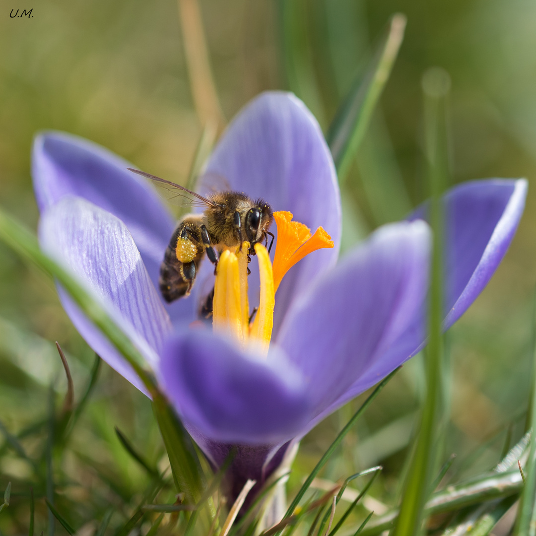 Die erste Biene 2018-03