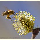 die erste Bienen-Mahlzeit