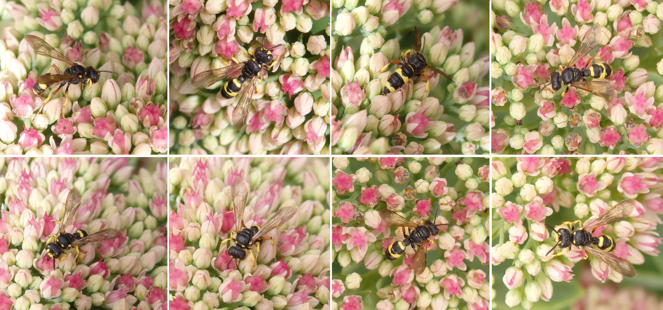 Die erste Bienenjagende Knotenwespe (Cerceris rybyensis) in diesem Jahr