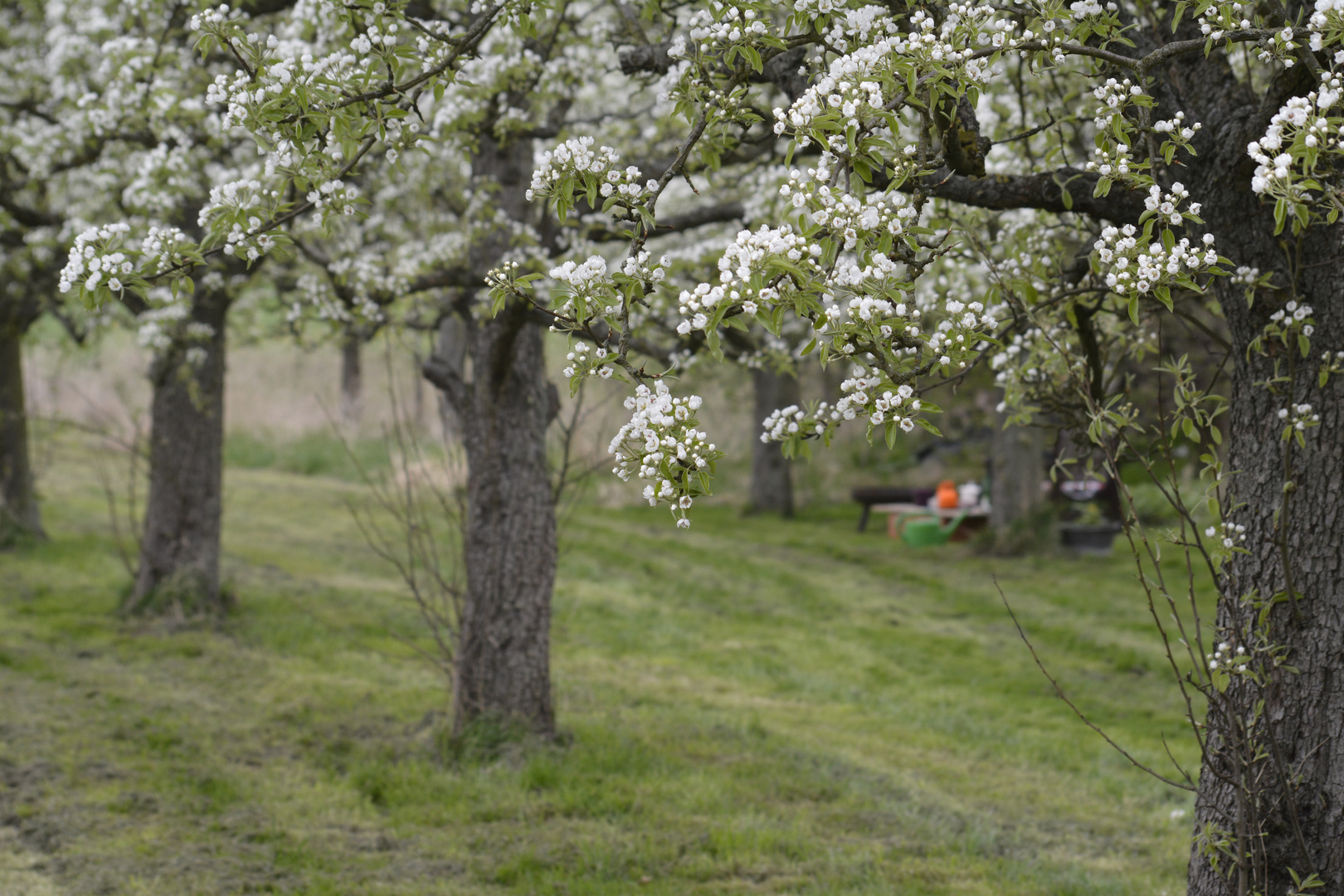 die erste Birnenblüte ..... Frühling!