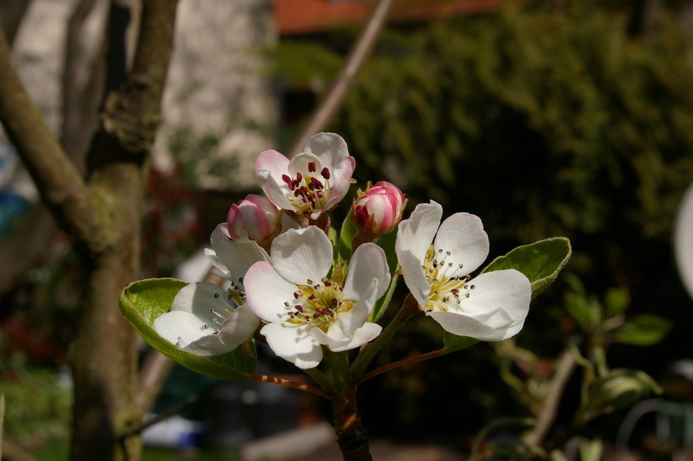 Die erste Blüte