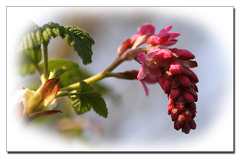 Die erste Blüte