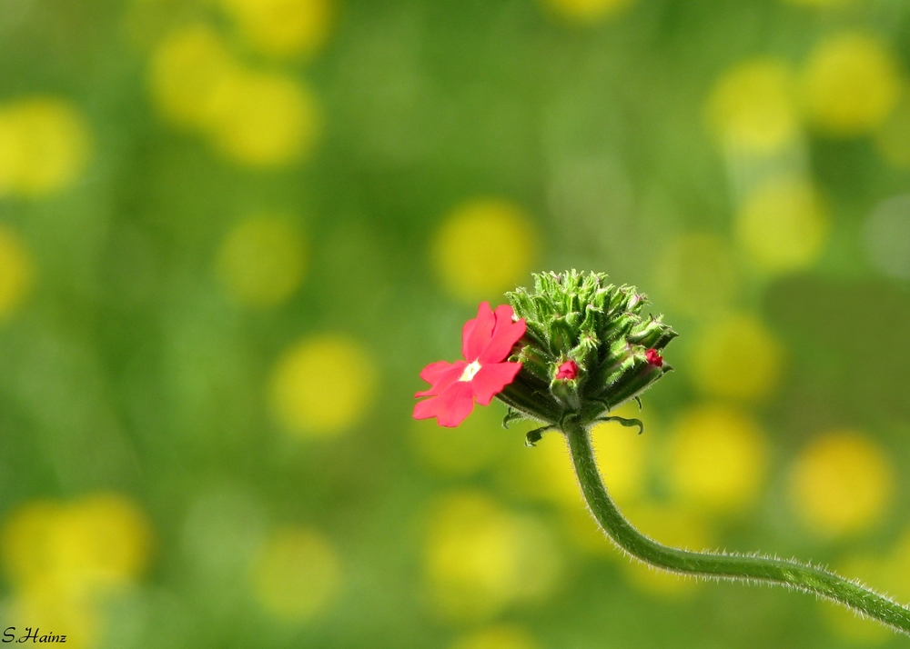 Die erste Blüte