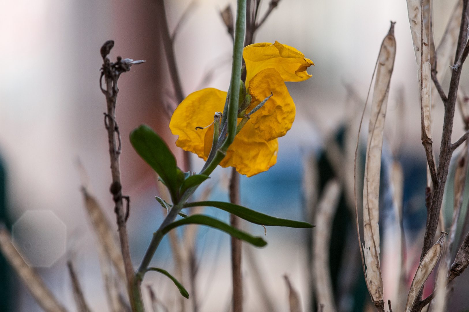 die erste Blüte