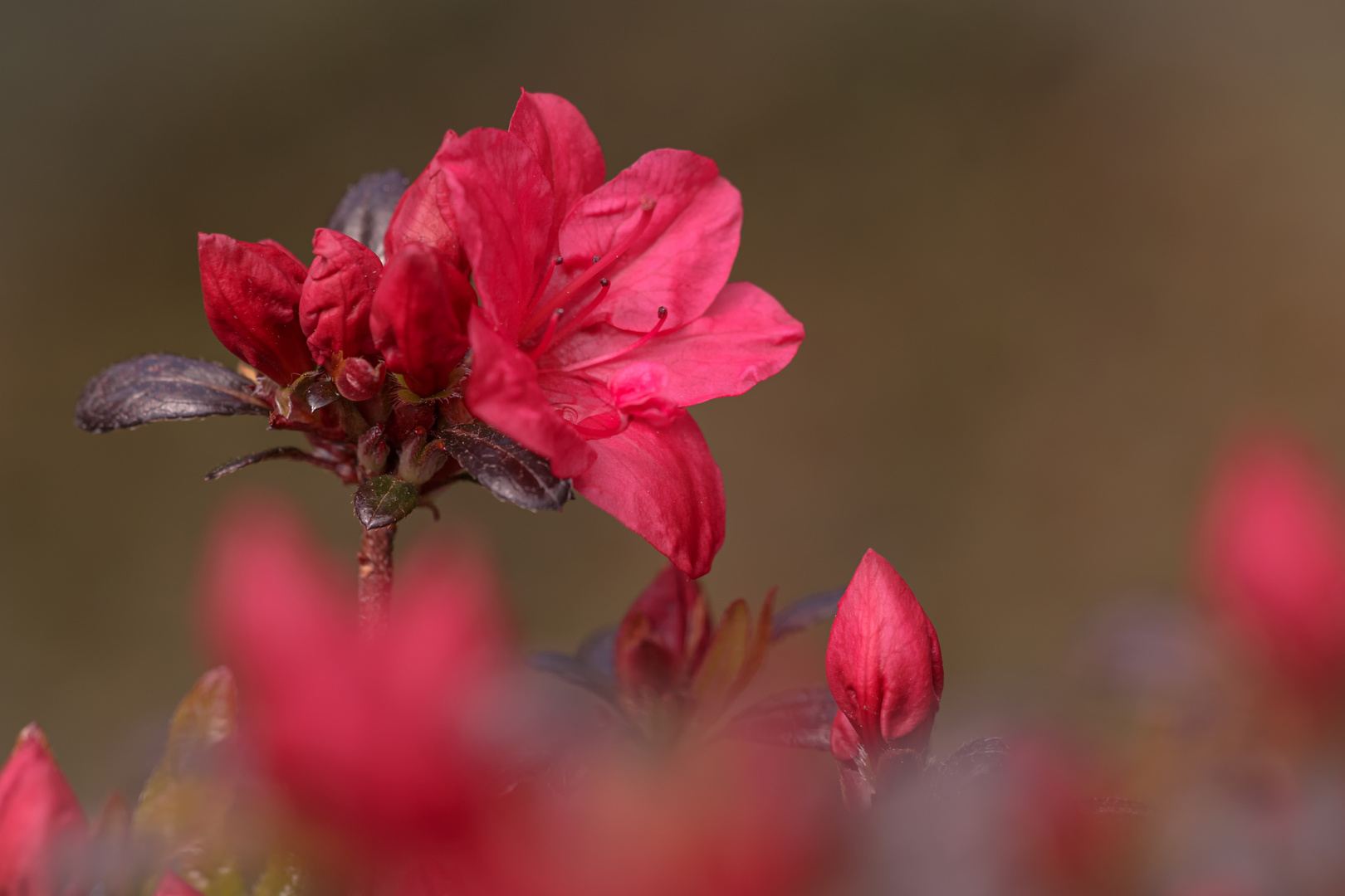 Die erste Blüte