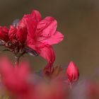 Die erste Blüte