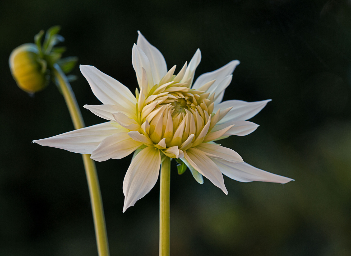 Die erste Blüte