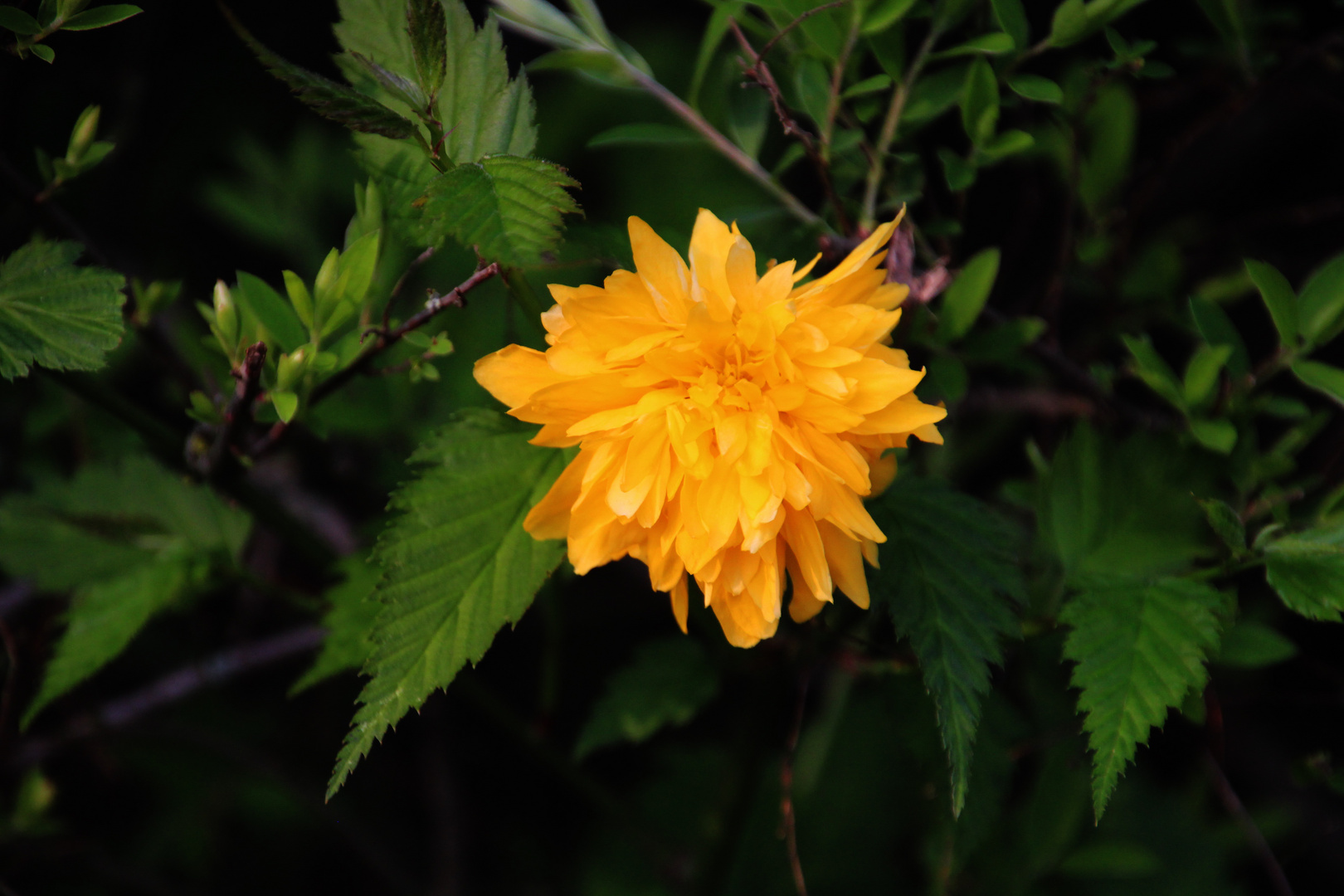 die erste Blüte am Strauch