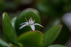 die erste Blüte an diesem Geldbaum