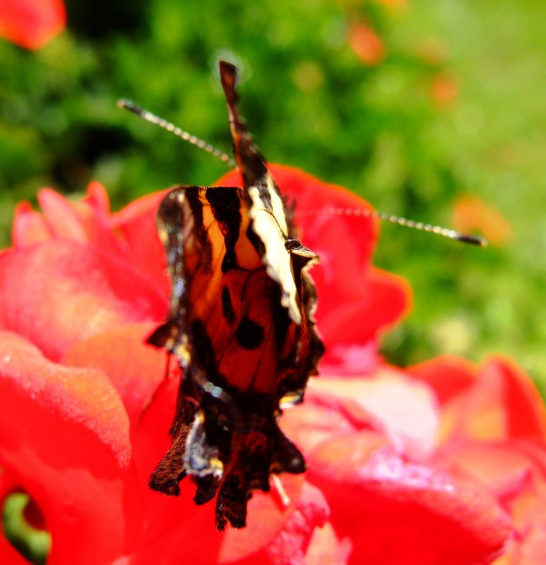 die erste Blüte