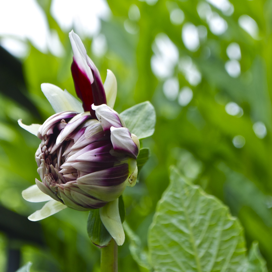 die erste Blüte