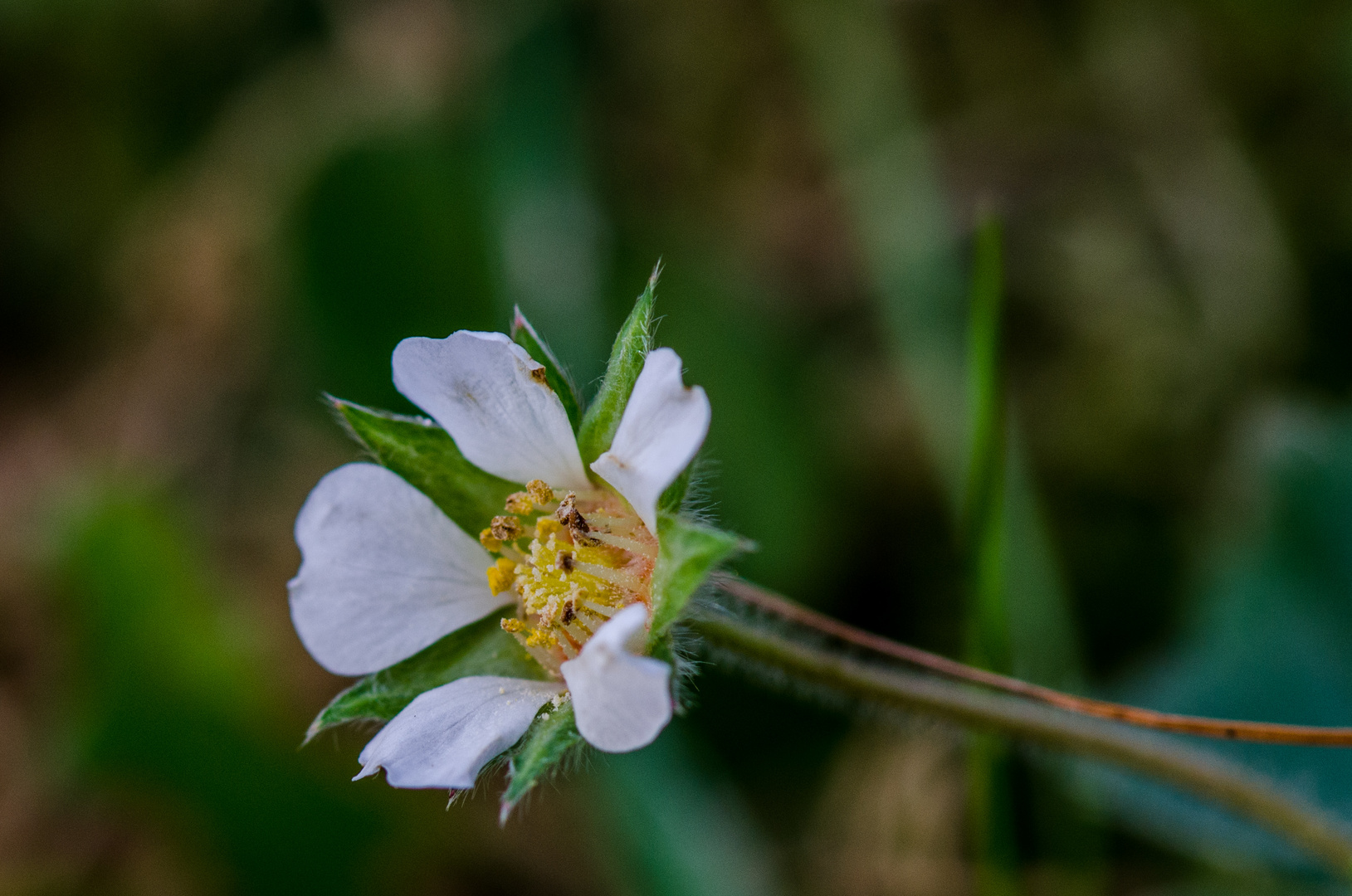 die erste Blüte der Walderdbeere in 2014