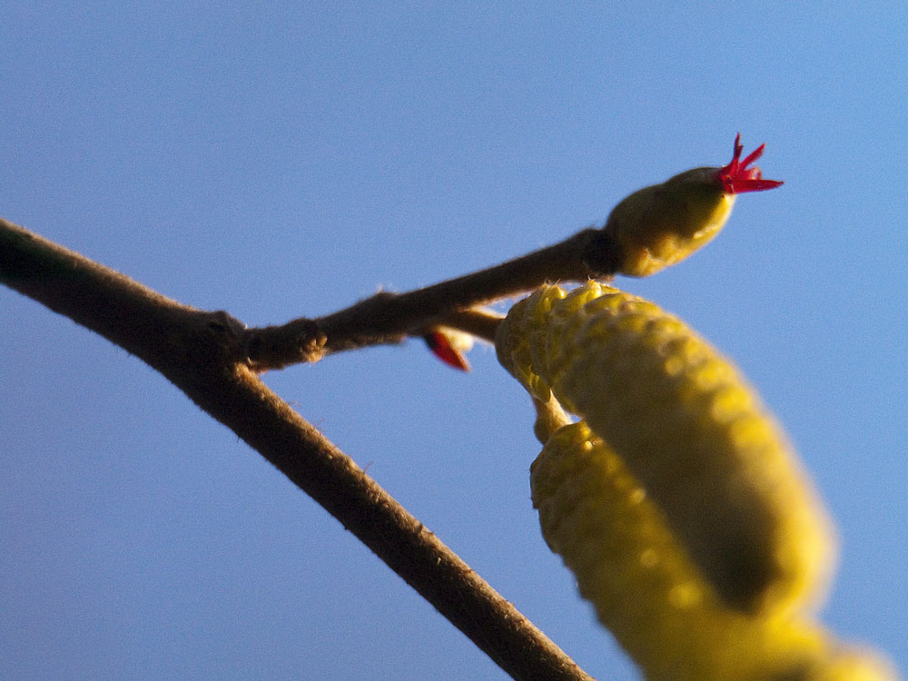 Die erste Blüte des Jahres