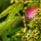 Die erste Blüte des Seidenbaums (1. Juli)