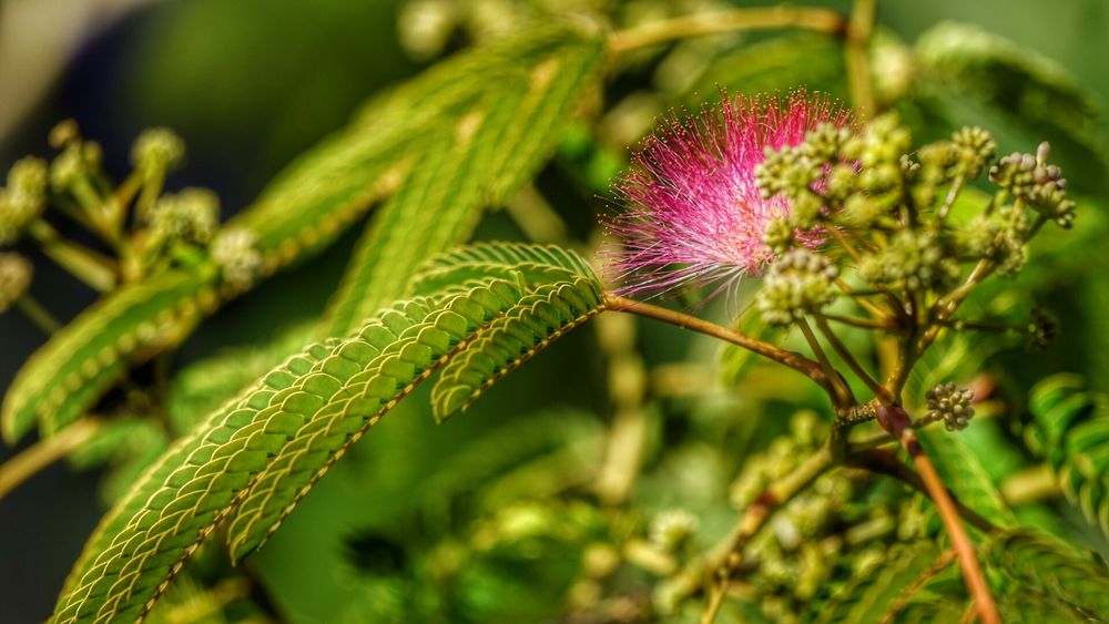 Die erste Blüte des Seidenbaums (1. Juli)