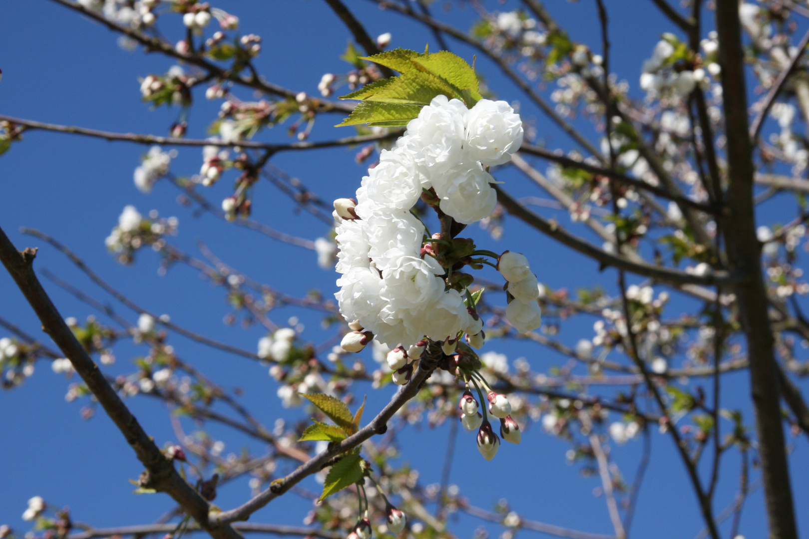 Die erste Blüte