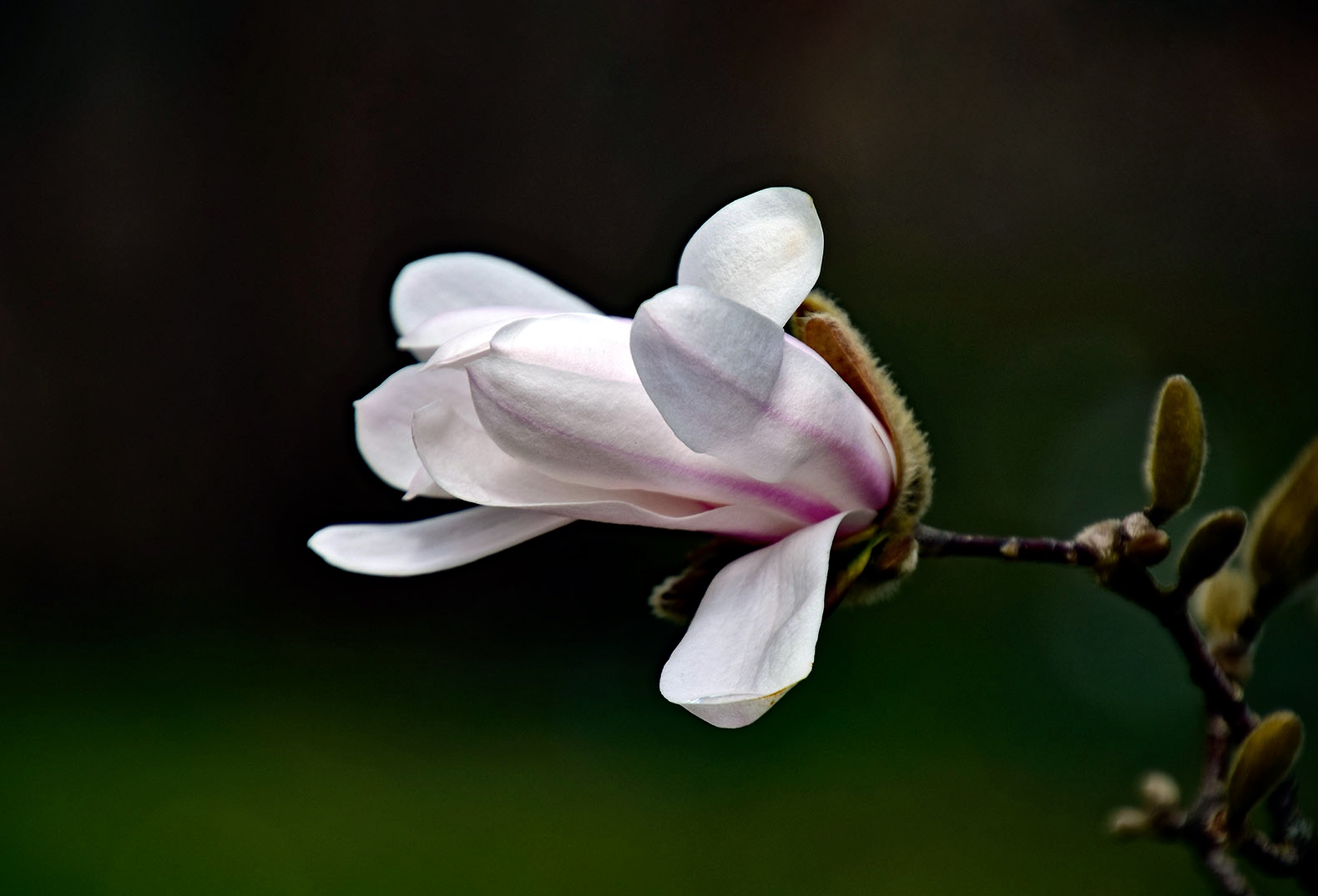 Die erste Blüte 