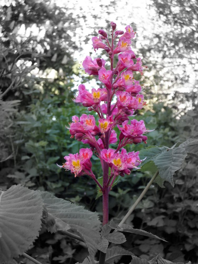 Die erste Blüte einer jungen roten Kastanie by von Rohan 