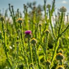 Die erste Blüte im Distelwald