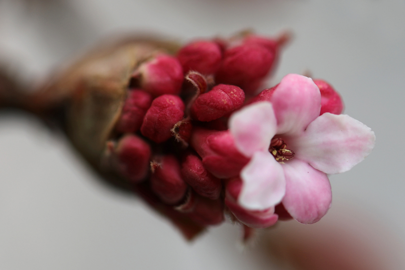 Die erste Blüte im neuen Jahr