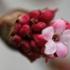 Die erste Blüte im neuen Jahr