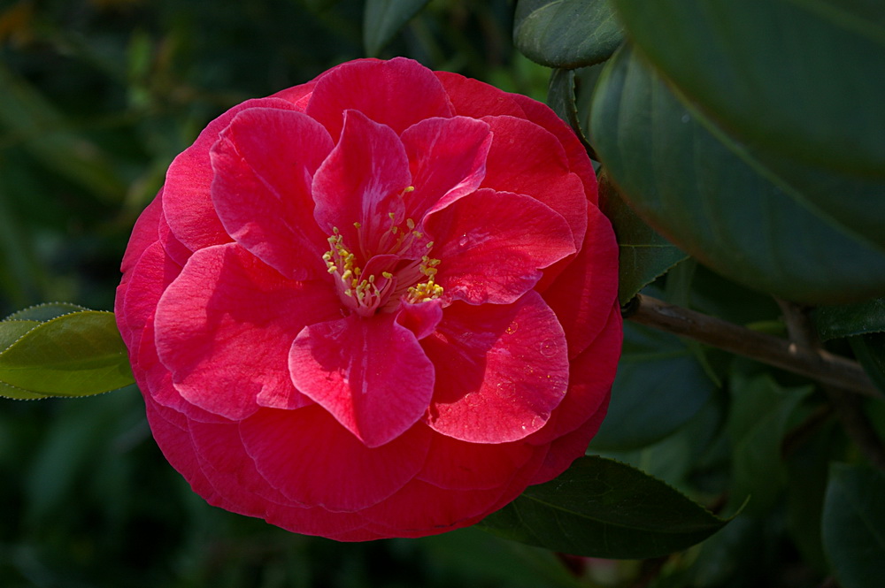 Die erste Blüte in diesem Jahr