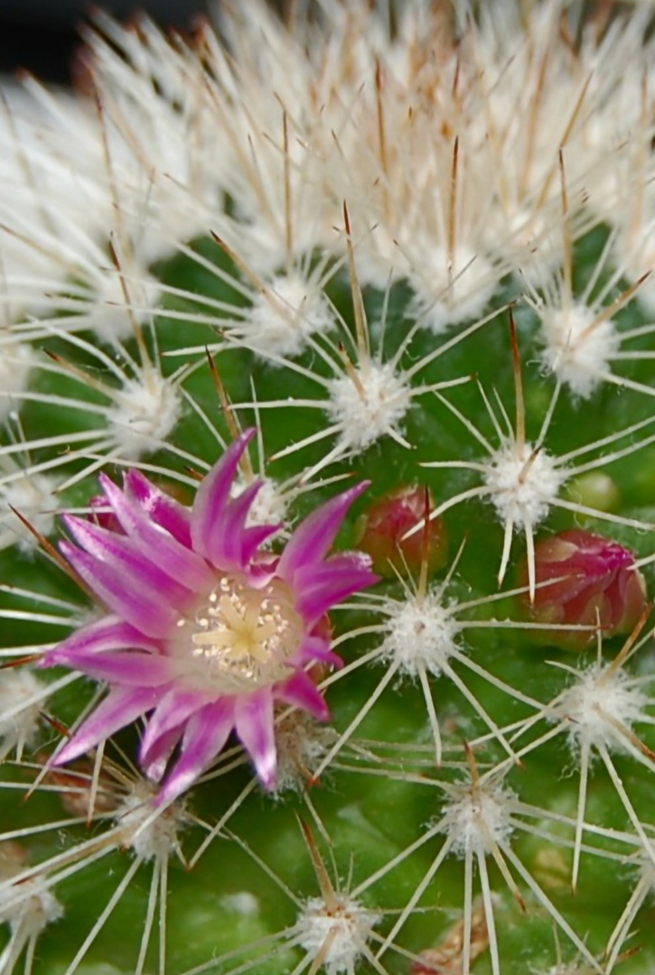 Die erste Blüte in diesem Jahr 