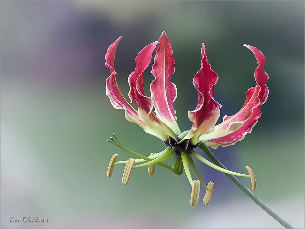 Die erste Blüte in diesem Jahr von meiner Gloriosa rothschildiana