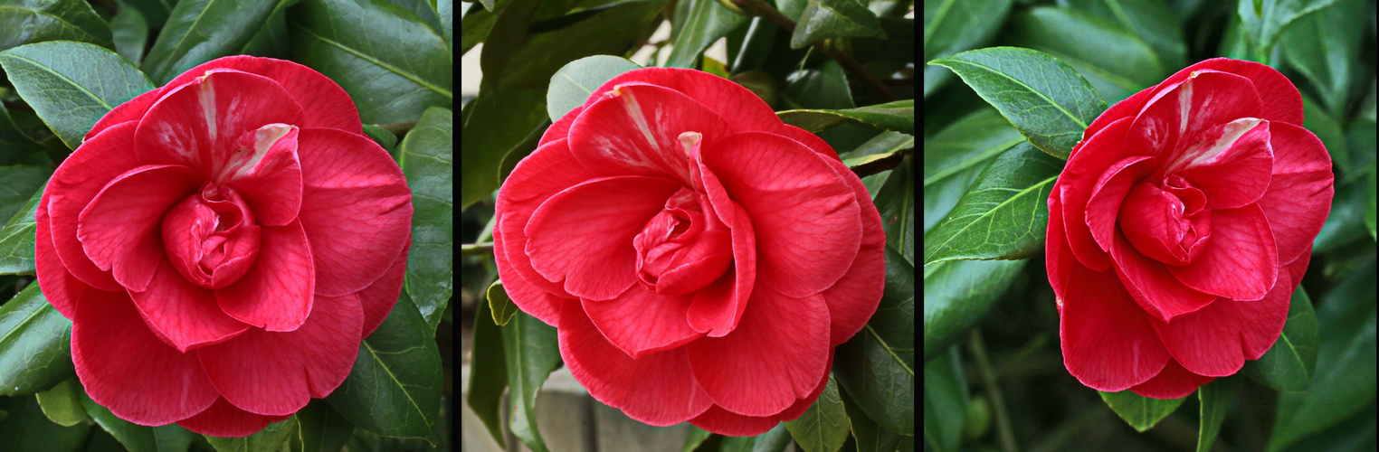 die erste Blüte in unserem Garten ist da