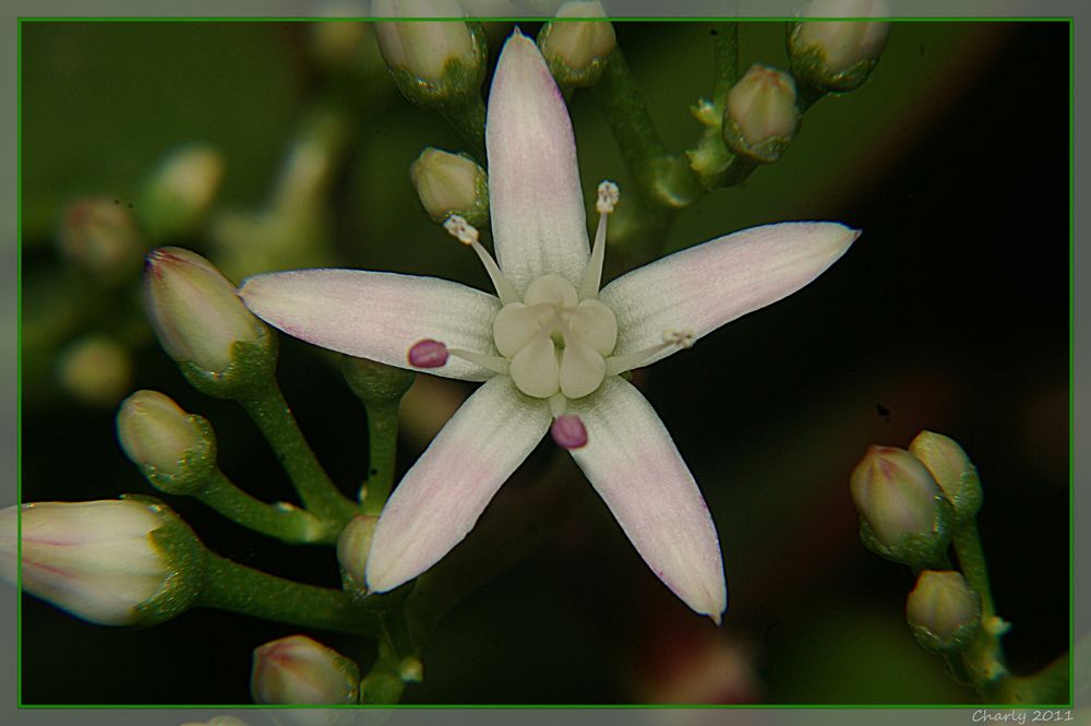 Die erste Blüte ist aufgegangen