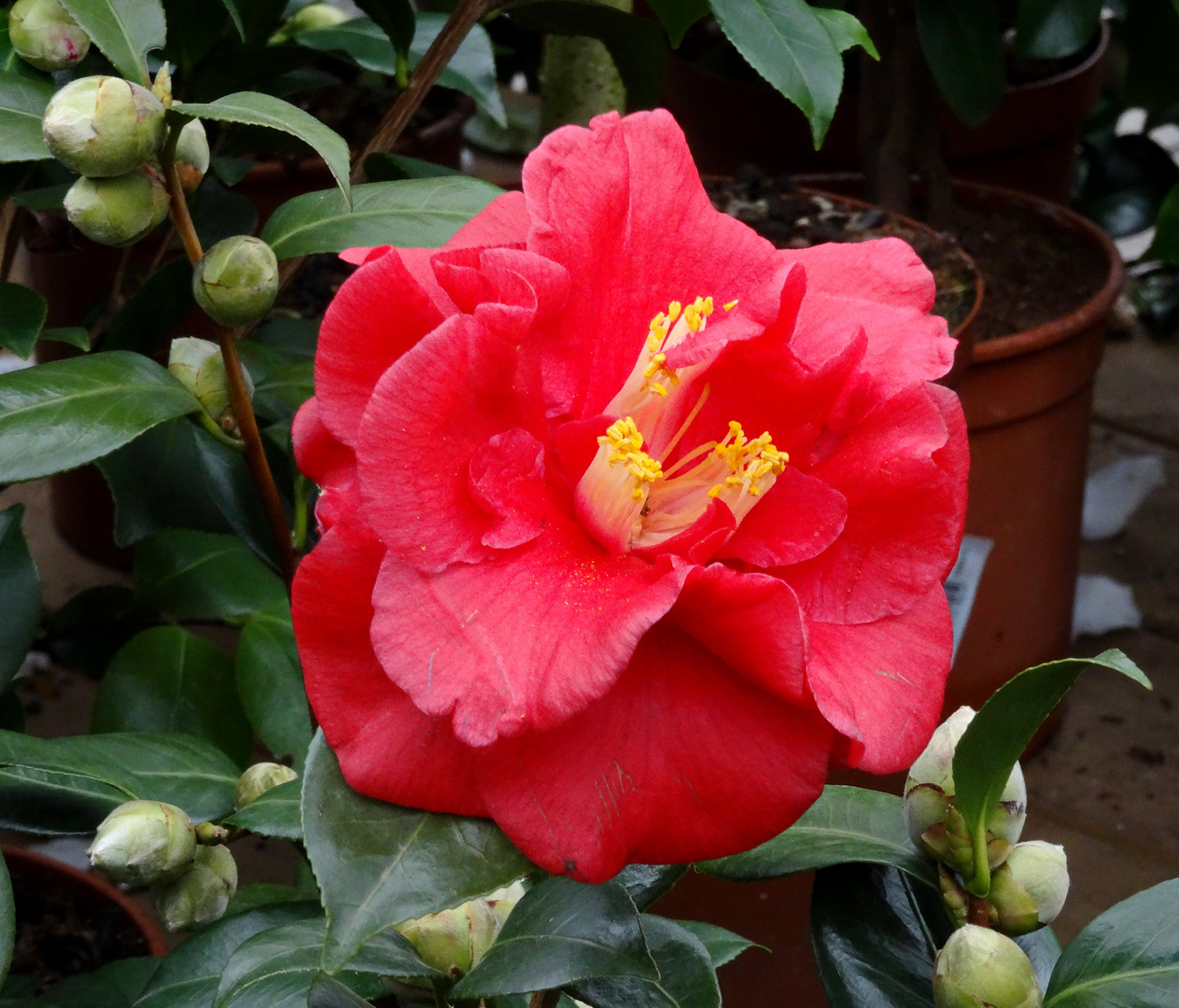 Die erste Blüte ist schon auf an meinem Mittwochsblümchen 