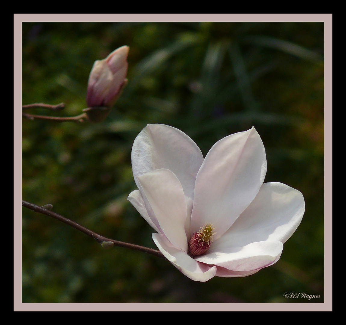 die erste Blüte Jahrgang 2011