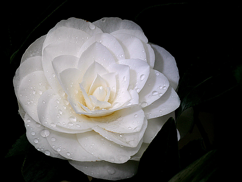 Die erste Blüte unserer Schneewittchen-Kamelie (Camelia japonica)