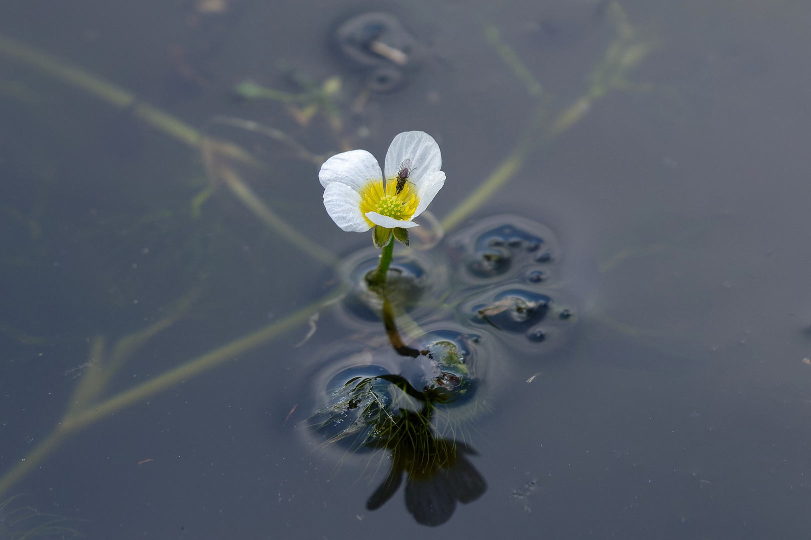 Die erste Blüte vom Froschkraut