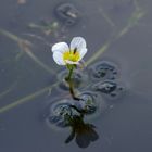 Die erste Blüte vom Froschkraut