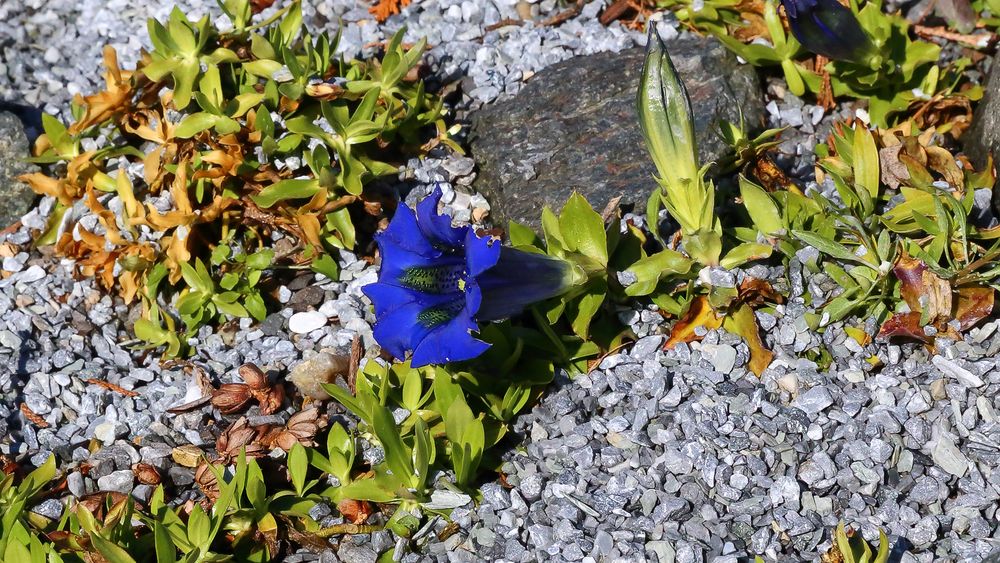 Die erste Blüte von Gentiana acaulis, dem Stängellosen Enzian ...