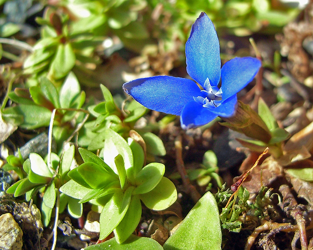 Die erste Blüte von Gentiana verna am 28.03. 2008