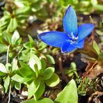 Die erste Blüte von Gentiana verna am 28.03. 2008