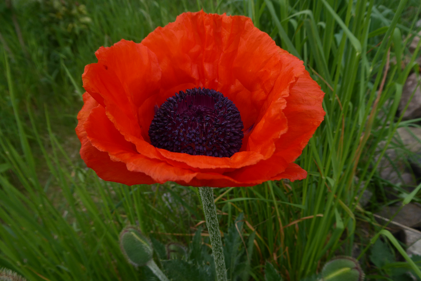 Die erste Blüte von meinem Gartenmohn