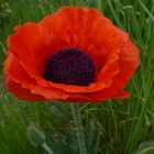 Die erste Blüte von meinem Gartenmohn