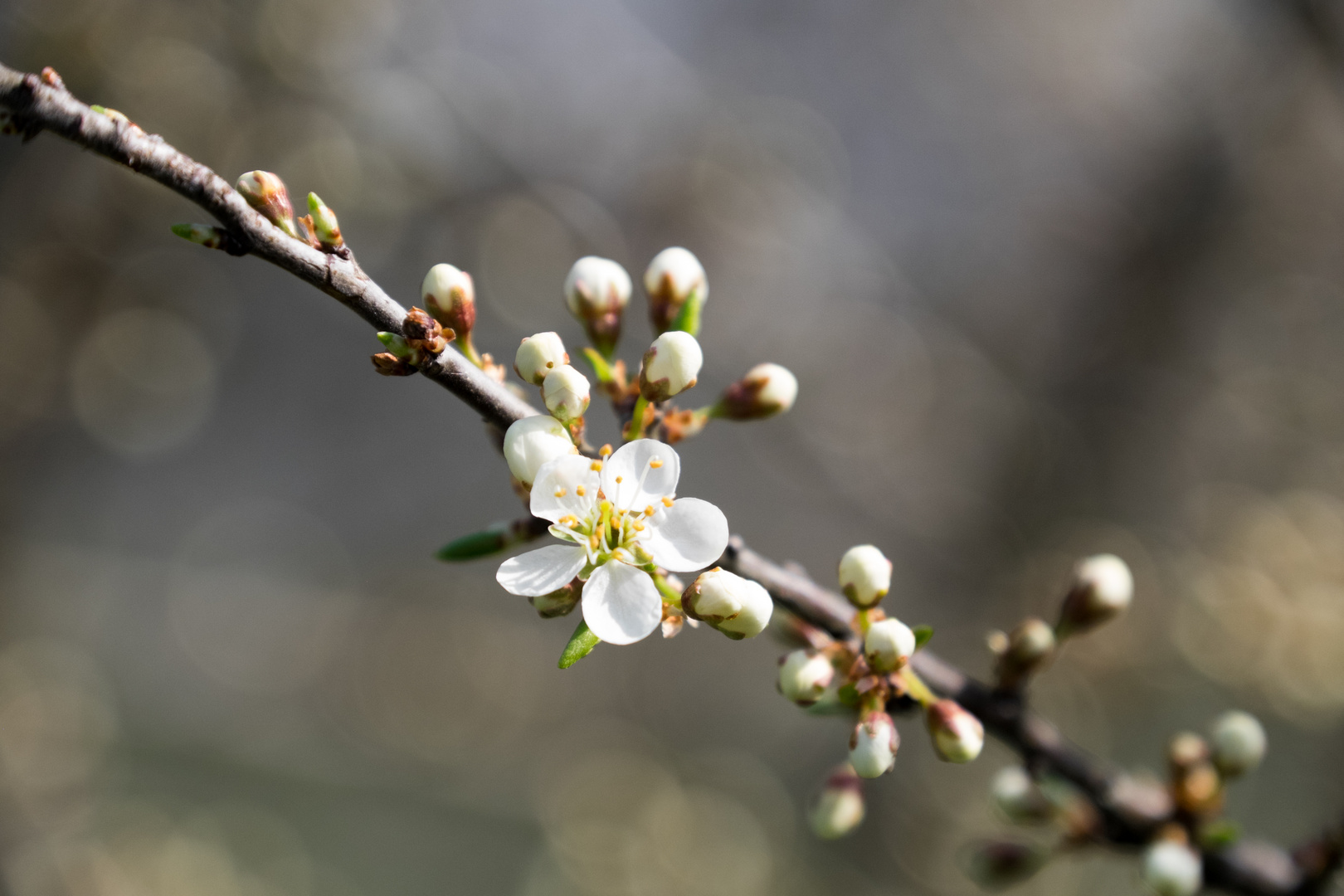 Die erste Blüte von vielen...