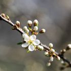 Die erste Blüte von vielen...